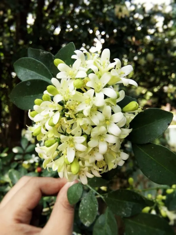 Dwarf_Kamini_(Murraya_Paniculata)_Highly_Fragrant_Flowering_Plant