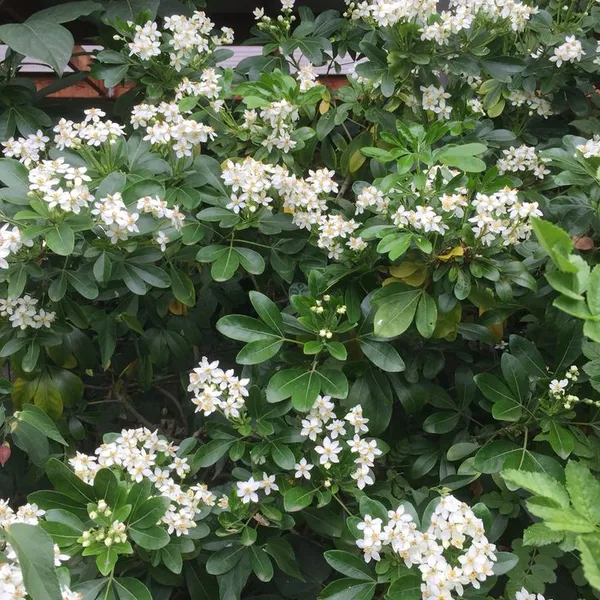 Dwarf_Kamini_(Murraya_Paniculata)_Highly_Fragrant_Flowering_Plant