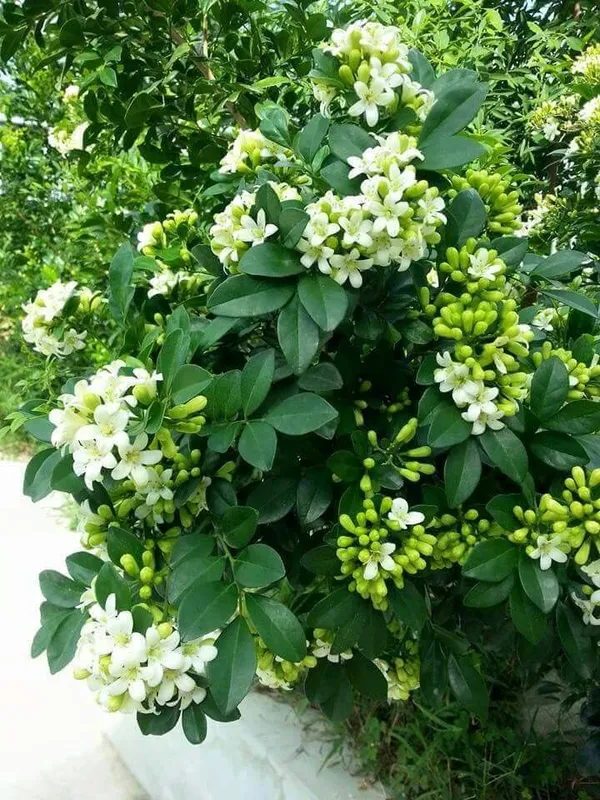 Dwarf_Kamini_(Murraya_Paniculata)_Highly_Fragrant_Flowering_Plant