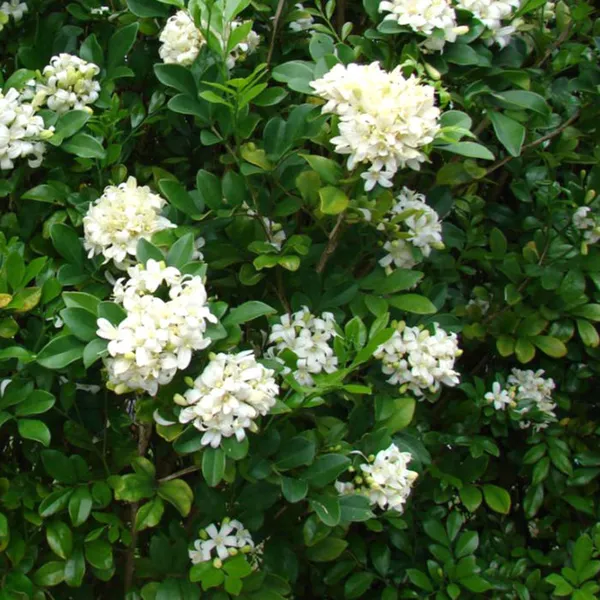Dwarf_Kamini_(Murraya_Paniculata)_Highly_Fragrant_Flowering_Plant