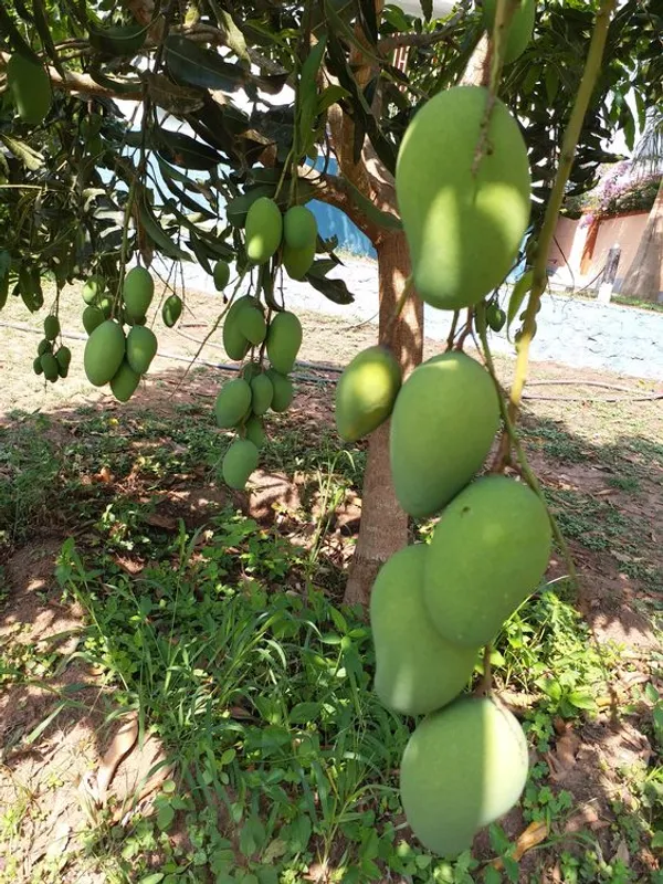 All_Time_(Grafted)_Mango_Fruit_Plant_&_Tree_For_Home_Gardening_1.5-3.5_Ft_(Hybrid,_Pack_Of_1)