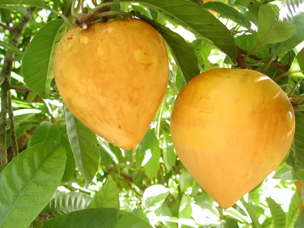 Egg_Healthy_Fruit_Plant_&_Tree_For_Gardening_Hybrid_Egg_Fruit_Plant_For_Gardening_(Pack_Of_1)