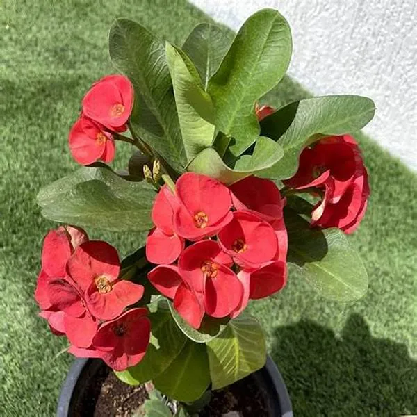 Euphorbia-Red_Flowering_Plant_For_Home_Decoration_&_Gardening_Euphorbia_Outdoor/Indoor_Plant_(Pack_Of_1)