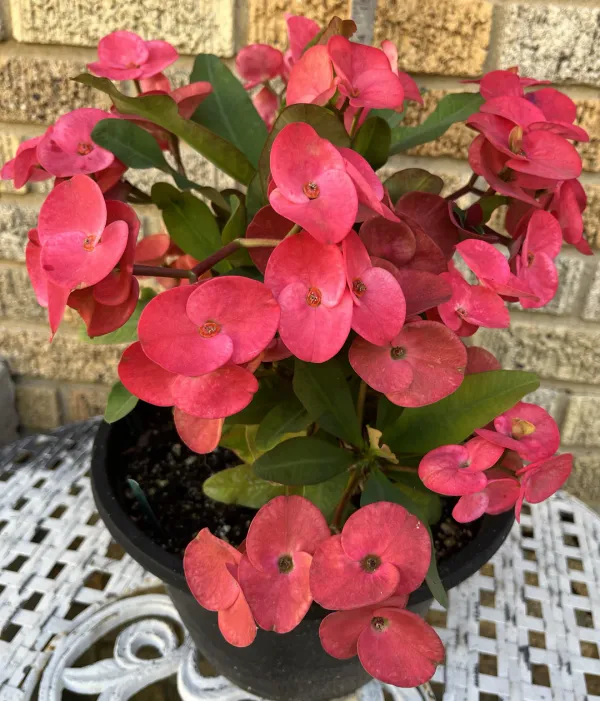 Euphorbia-Red_Flowering_Plant_For_Home_Decoration_&_Gardening_Euphorbia_Outdoor/Indoor_Plant_(Pack_Of_1)