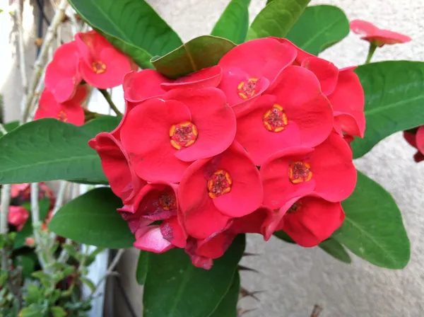 Euphorbia-Red_Flowering_Plant_For_Home_Decoration_&_Gardening_Euphorbia_Outdoor/Indoor_Plant_(Pack_Of_1)
