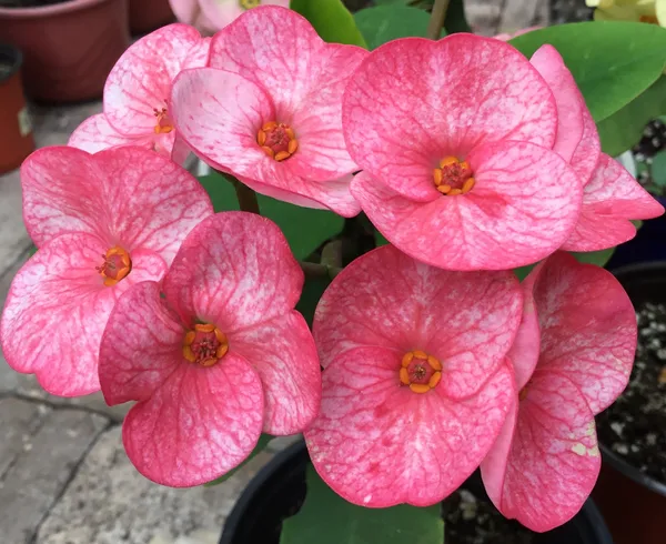 Euphorbia_Pink_Flowering_Plant_For_Home_Gardening_Beautiful_Euphorbia_Indoor/Outdoor_Flower_Plant_(Pack_Of_1)