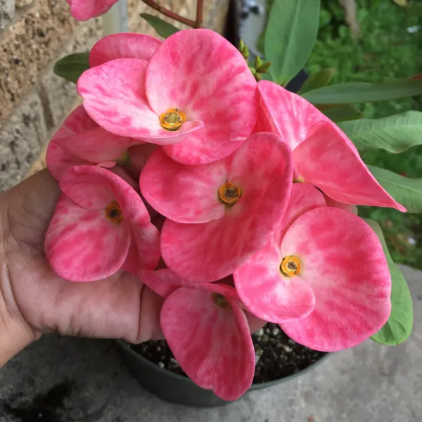 Euphorbia_Pink_Flowering_Plant_For_Home_Gardening_Beautiful_Euphorbia_Indoor/Outdoor_Flower_Plant_(Pack_Of_1)