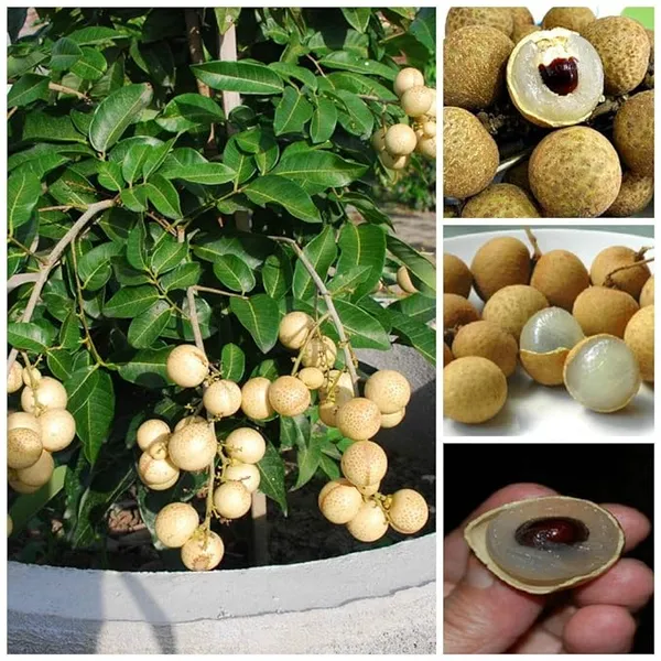 Exclusive_Dragon_eye,_Longan,_Dimocarpus_Longan_Grafted_fruit_plant_with_growbag