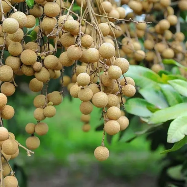 Exclusive_Dragon_eye,_Longan,_Dimocarpus_Longan_Grafted_fruit_plant_with_growbag