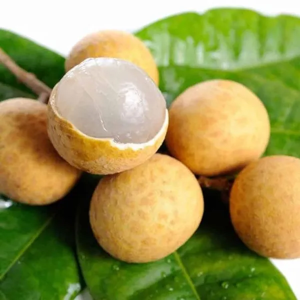Exclusive_Dragon_eye,_Longan,_Dimocarpus_Longan_Grafted_fruit_plant_with_growbag