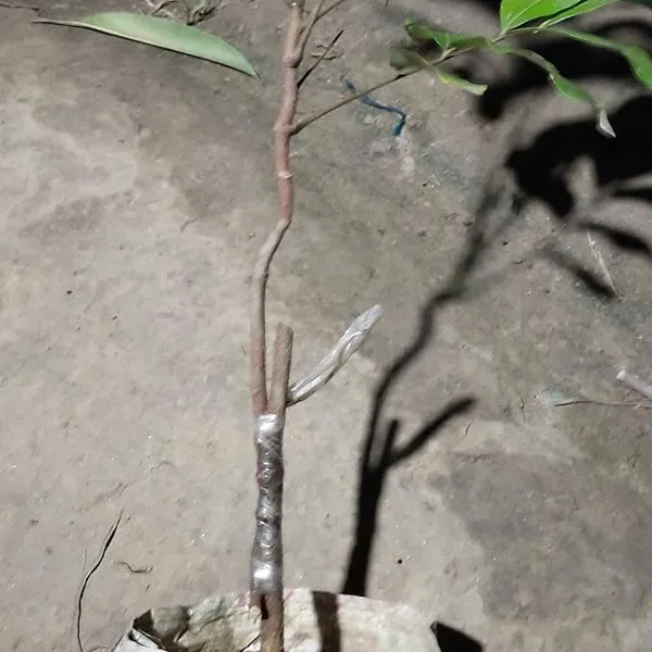 Exclusive_Dragon_eye,_Longan,_Dimocarpus_Longan_Grafted_fruit_plant_with_growbag