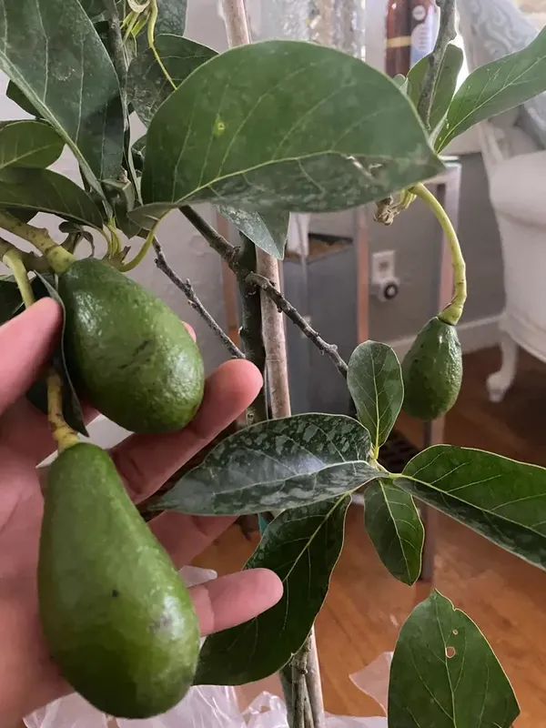 Expansive_Avocado_Healthy_Fruit_Plant_&_Tree_For_Home_Gardening_Hybrid_Avocado_Fruit_Plant_1.5-3.5_Ft_Size_(_Pack_Of_1)