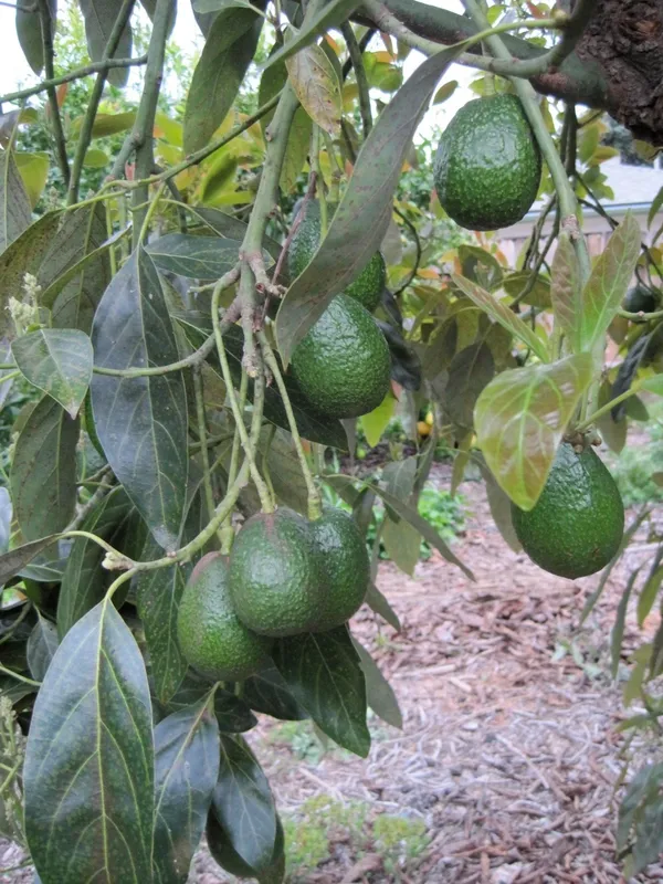Expansive_Avocado_Healthy_Fruit_Plant_&_Tree_For_Home_Gardening_Hybrid_Avocado_Fruit_Plant_1.5-3.5_Ft_Size_(_Pack_Of_1)