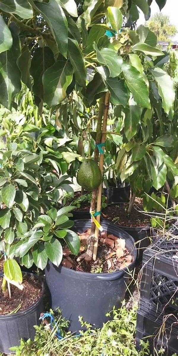 Expansive_Avocado_Healthy_Fruit_Plant_&_Tree_For_Home_Gardening_Hybrid_Avocado_Fruit_Plant_1.5-3.5_Ft_Size_(_Pack_Of_1)