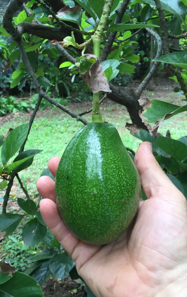 Expansive_Avocado_Healthy_Fruit_Plant_&_Tree_For_Home_Gardening_Hybrid_Avocado_Fruit_Plant_1.5-3.5_Ft_Size_(_Pack_Of_1)