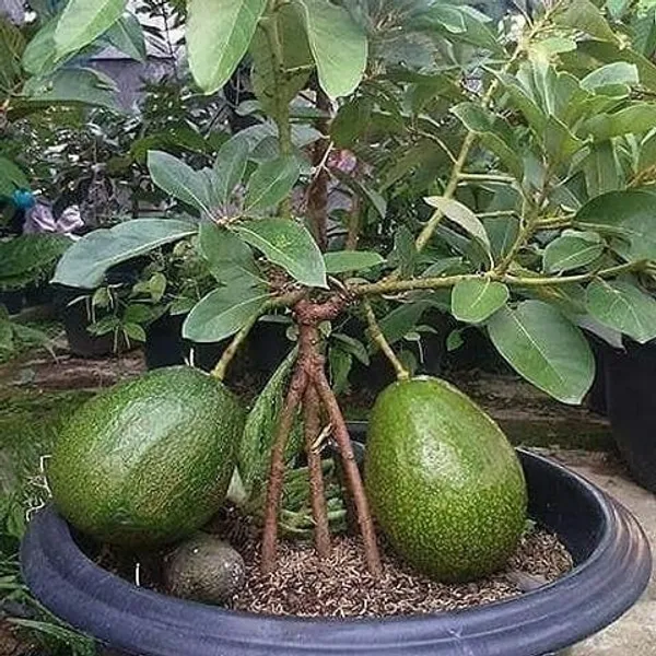 Expansive_Avocado_Healthy_Fruit_Plant_&_Tree_For_Home_Gardening_Hybrid_Avocado_Fruit_Plant_1.5-3.5_Ft_Size_(_Pack_Of_1)