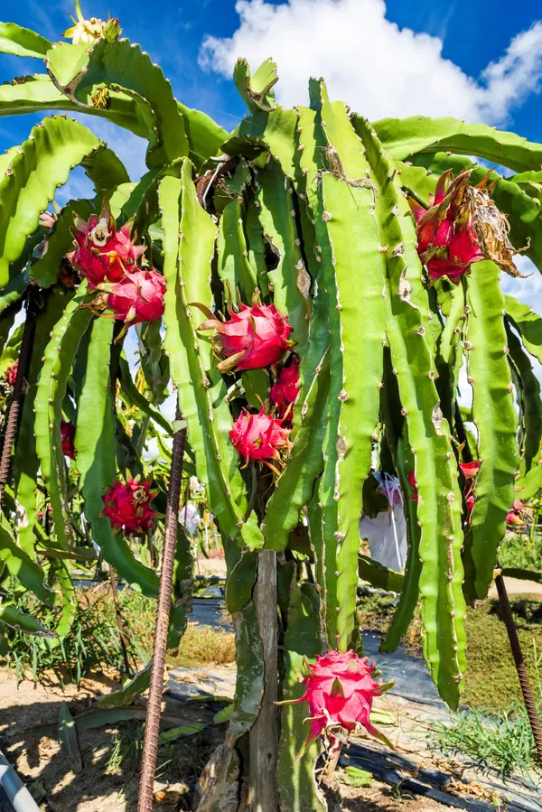 Expensive_Dragon_Fruit_Plant_&_Tree_(1.5-3.5_Ft_Hight)_For_Home_Gardening_Dragon_Fruit_Good_For_Health_(Hybrid,_Pack_Of_1)