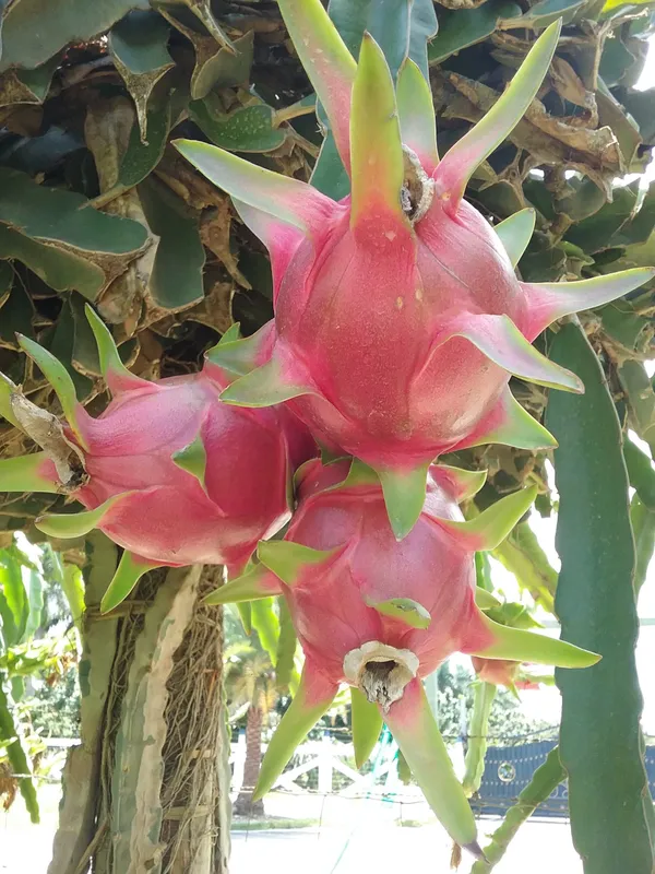 Expensive_Dragon_Fruit_Plant_&_Tree_(1.5-3.5_Ft_Hight)_For_Home_Gardening_Dragon_Fruit_Good_For_Health_(Hybrid,_Pack_Of_1)