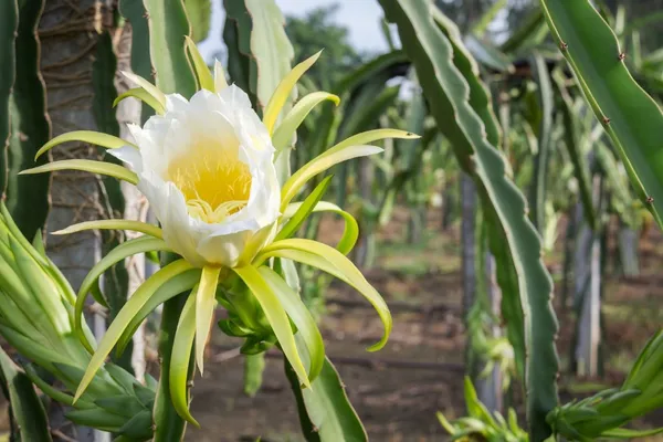 Expensive_Dragon_Fruit_Plant_&_Tree_(1.5-3.5_Ft_Hight)_For_Home_Gardening_Dragon_Fruit_Good_For_Health_(Hybrid,_Pack_Of_1)