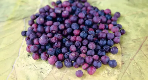 Falsa_Healthy_Fruit_Plant_&_Tree_For_Gardening_Hybrid_Falsa_Plant_Age_1.5_Years_(Pack_Of_1)