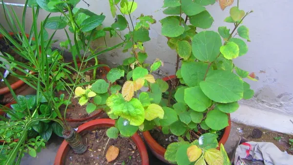 Falsa_Healthy_Fruit_Plant_&_Tree_For_Gardening_Hybrid_Falsa_Plant_Age_1.5_Years_(Pack_Of_1)