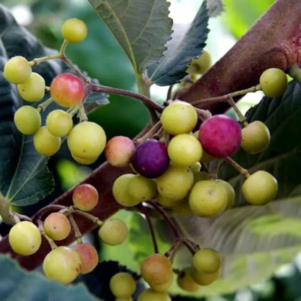 Falsa_Healthy_Fruit_Plant_&_Tree_For_Gardening_Hybrid_Falsa_Plant_Age_1.5_Years_(Pack_Of_1)