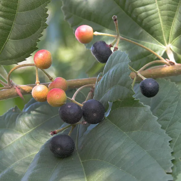 Falsa_Healthy_Fruit_Plant_&_Tree_For_Gardening_Hybrid_Falsa_Plant_Age_1.5_Years_(Pack_Of_1)