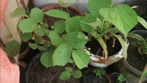 Falsa_Healthy_Fruit_Plant_&_Tree_For_Gardening_Hybrid_Falsa_Plant_Age_1.5_Years_(Pack_Of_1)