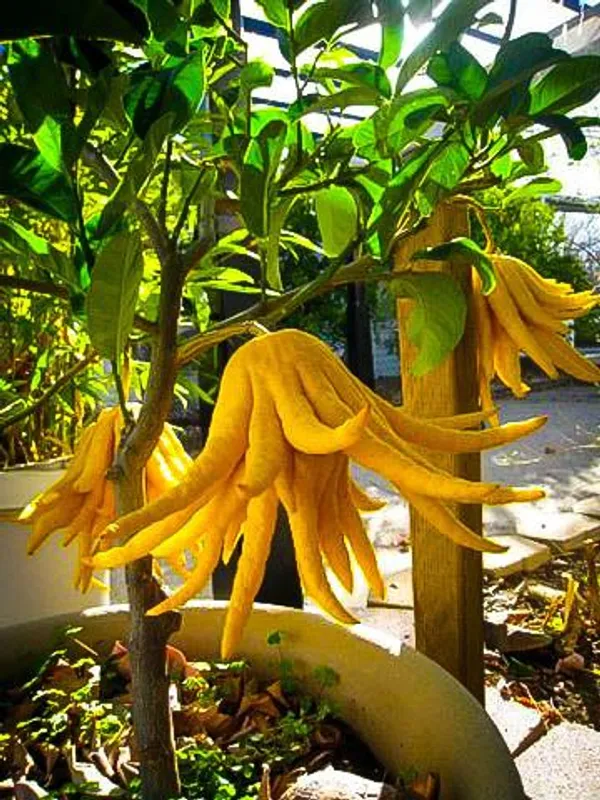 Finger_Lemon/Lime_Hybrid_Fruit_Plant_(Pack_Of_1)