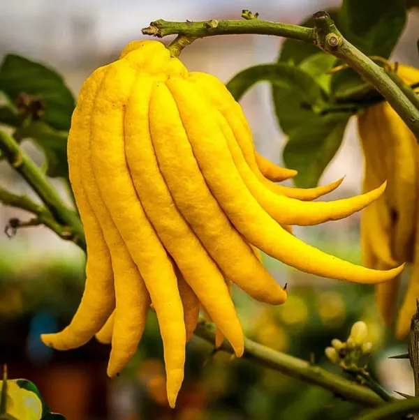 Finger_Lemon/Lime_Hybrid_Fruit_Plant_(Pack_Of_1)