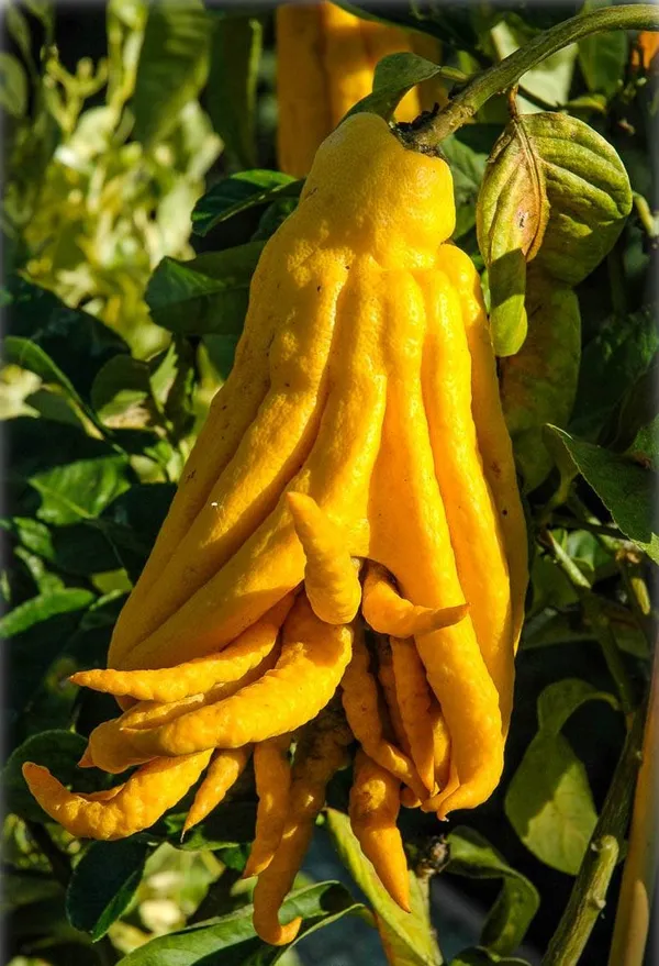 Finger_Lemon/Lime_Hybrid_Fruit_Plant_(Pack_Of_1)