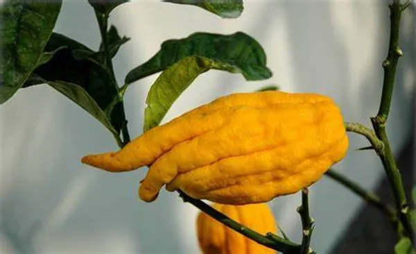 Finger_Lemon/Lime_Hybrid_Fruit_Plant_(Pack_Of_1)