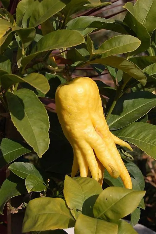 Finger_Lemon/Lime_Hybrid_Fruit_Plant_(Pack_Of_1)
