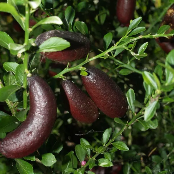 Finger_Lime_/_Lemon_(Grafted)_Hybrid_Plant_(Pack_of_1)