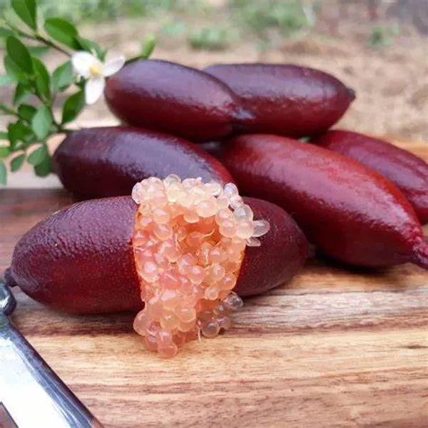 Finger_Lime_/_Lemon_(Grafted)_Hybrid_Plant_(Pack_of_1)