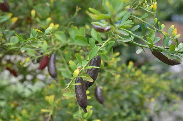 Finger_Lime_/_Lemon_(Grafted)_Hybrid_Plant_(Pack_of_1)