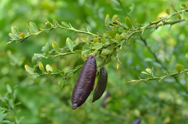 Finger_Lime_/_Lemon_(Grafted)_Hybrid_Plant_(Pack_of_1)