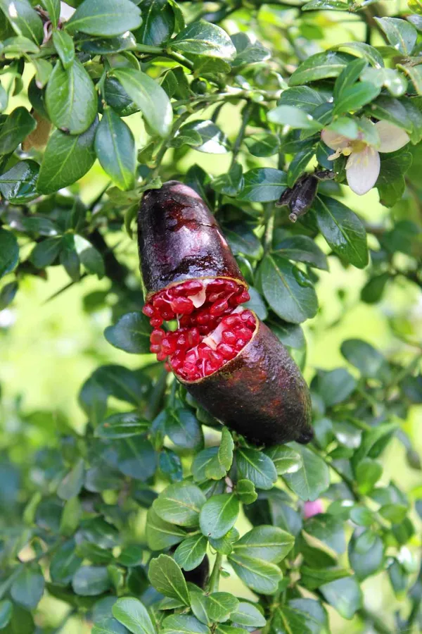 Finger_Lime_/_Lemon_(Grafted)_Hybrid_Plant_(Pack_of_1)