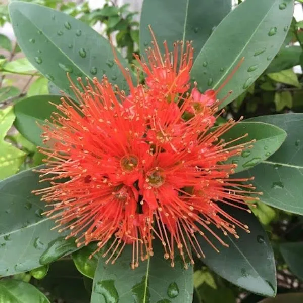 First_Love_Xanthostemon_Chrysanthus_Red_Plant_Natural_Indoor_outdoor_Plant_Air_Purifying_Plant_House_Plants_In_Nursery_Grower's_Bag