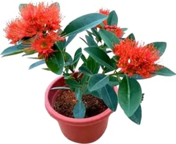 First_Love_Xanthostemon_Chrysanthus_Red_Plant_Natural_Indoor_outdoor_Plant_Air_Purifying_Plant_House_Plants_In_Nursery_Grower's_Bag