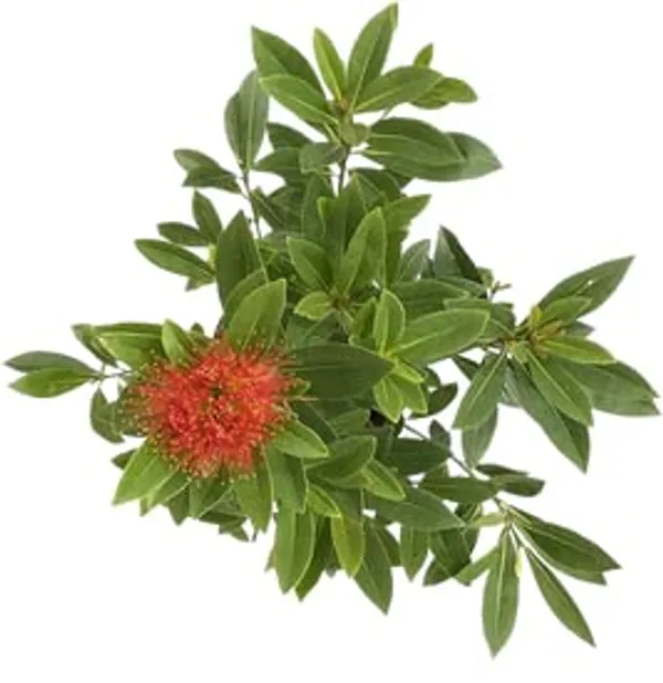 First_Love_Xanthostemon_Chrysanthus_Red_Plant_Natural_Indoor_outdoor_Plant_Air_Purifying_Plant_House_Plants_In_Nursery_Grower's_Bag