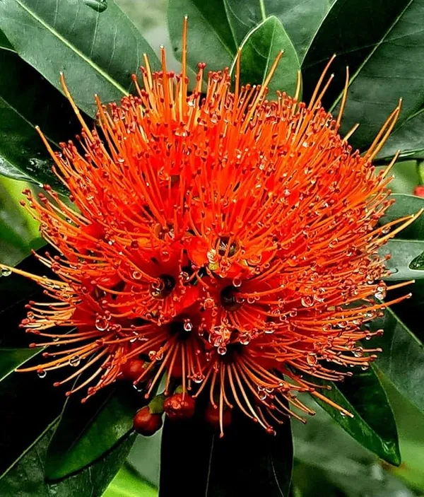 First_Love_Xanthostemon_Chrysanthus_Red_Plant_Natural_Indoor_outdoor_Plant_Air_Purifying_Plant_House_Plants_In_Nursery_Grower's_Bag