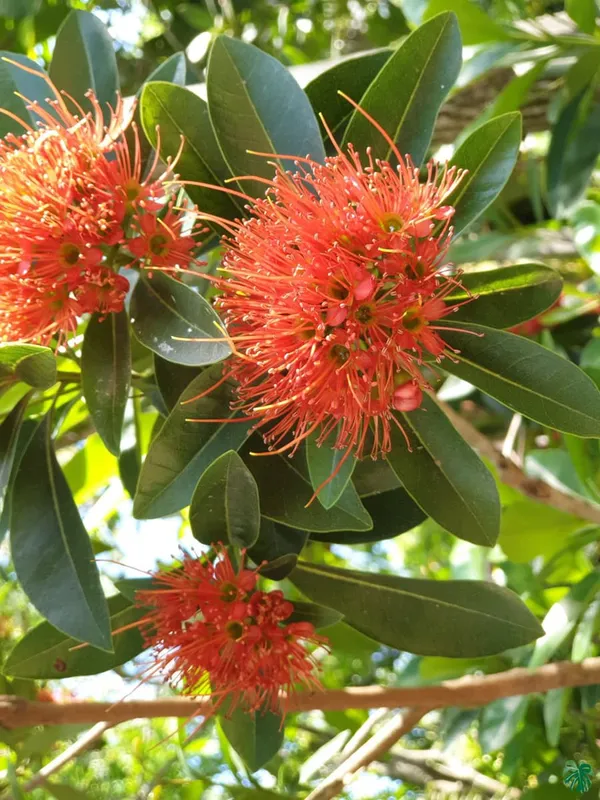 First_Love_(Red)_Flowering_Plant_&_Tree_For_Garden_(Pack_Of_1)