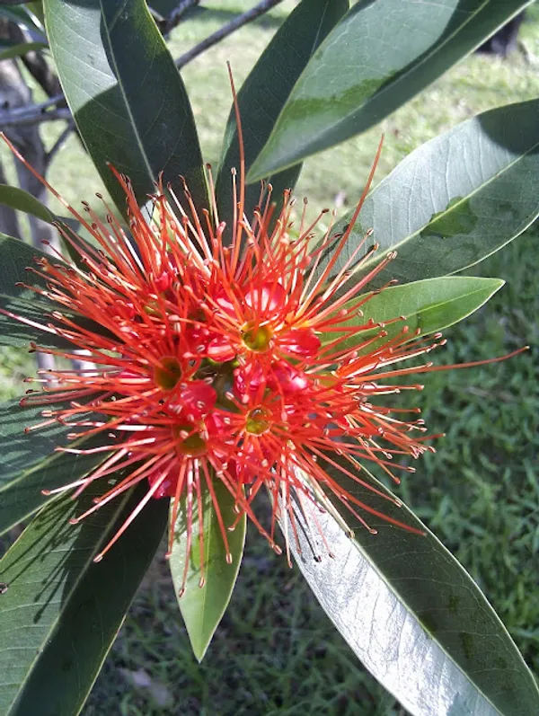 First_Love_(Red)_Flowering_Plant_&_Tree_For_Garden_(Pack_Of_1)