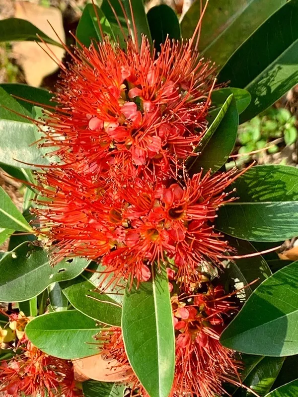 First_Love_(Red)_Flowering_Plant_&_Tree_For_Garden_(Pack_Of_1)