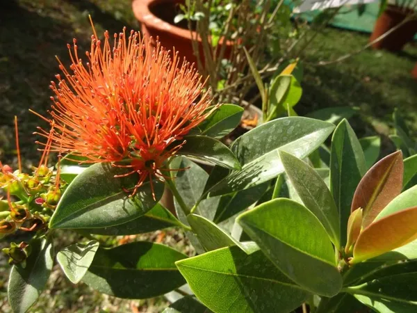 First_Love_(Red)_Flowering_Plant_&_Tree_For_Garden_(Pack_Of_1)