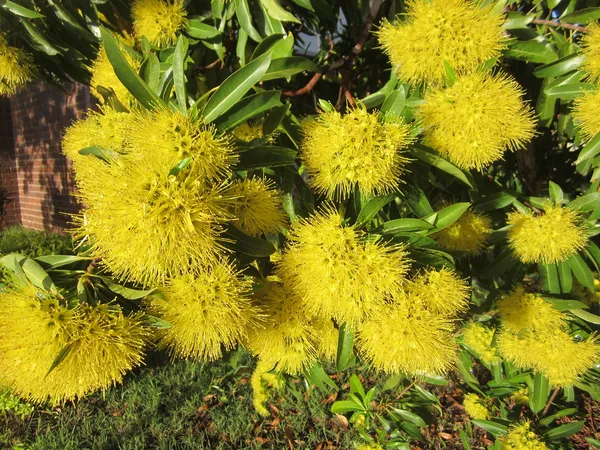 First_Love_(Yellow)_Flowering_Plant_&_Tree_For_Garden_(Pack_Of_1)