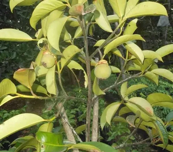 Mangosteen_Fruit_Plant