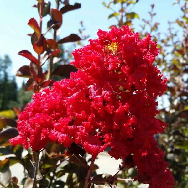 Furush_(Red)_Flowering_Plant_&_Tree_For_Home_Decoration/Garden_(Hybrid,_Pack_Of_1)
