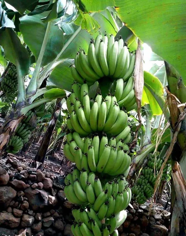 G9_Tissus_Culture_Banana_Hybrid_Fruit_Plant_&_Tree_For_Home_Gardening_Tissus_Culture_Banana_Healthy_Fruit_Plant_Best_Selling_Plant,_Limited_Stock_(Pack_Of_1)